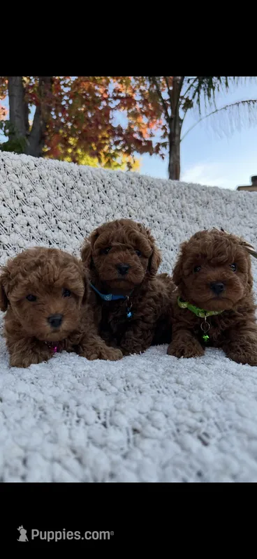 AKC RED TEA CUP POODLE  – Poodle - Toy  puppy for sale in Roseville, CA