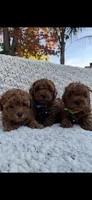 AKC RED TEA CUP POODLE , a female Poodle - Toy  for sale in Roseville, CA – Photo 1 of 3