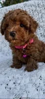 AKC RED TEA CUP POODLE , a female Poodle - Toy  for sale in Roseville, CA – Photo 2 of 3