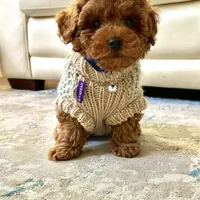 Tea cup, super cute! AKC, a male Poodle - Toy  for sale in Roseville, CA – Photo 4 of 5