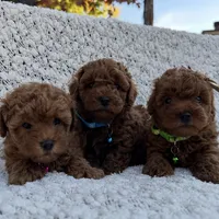 Tea cup, super cute! AKC, a male Poodle - Toy  for sale in Roseville, CA – Photo 3 of 5