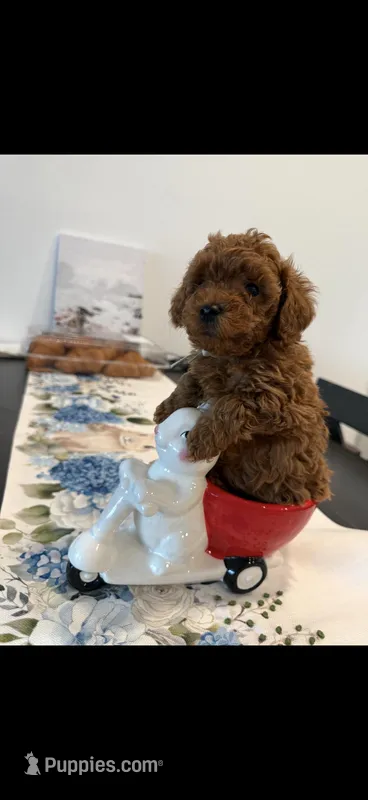 AKC blue collar  – Poodle - Toy  puppy for sale in Roseville, CA
