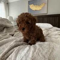 AKC blue collar , a male Poodle - Toy  for sale in Roseville, CA – Photo 2 of 2