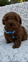 AKC, RED TEA CUP POODLE , a female Poodle - Toy  for sale in Roseville, CA – Photo 6 of 6