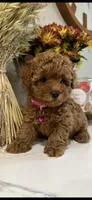 AKC, RED TEA CUP POODLE , a female Poodle - Toy  for sale in Roseville, CA – Photo 2 of 6