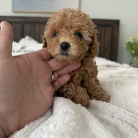 AKC GREEN COLLAR , a female Poodle - Toy  for sale in Roseville, CA – Photo 3 of 3