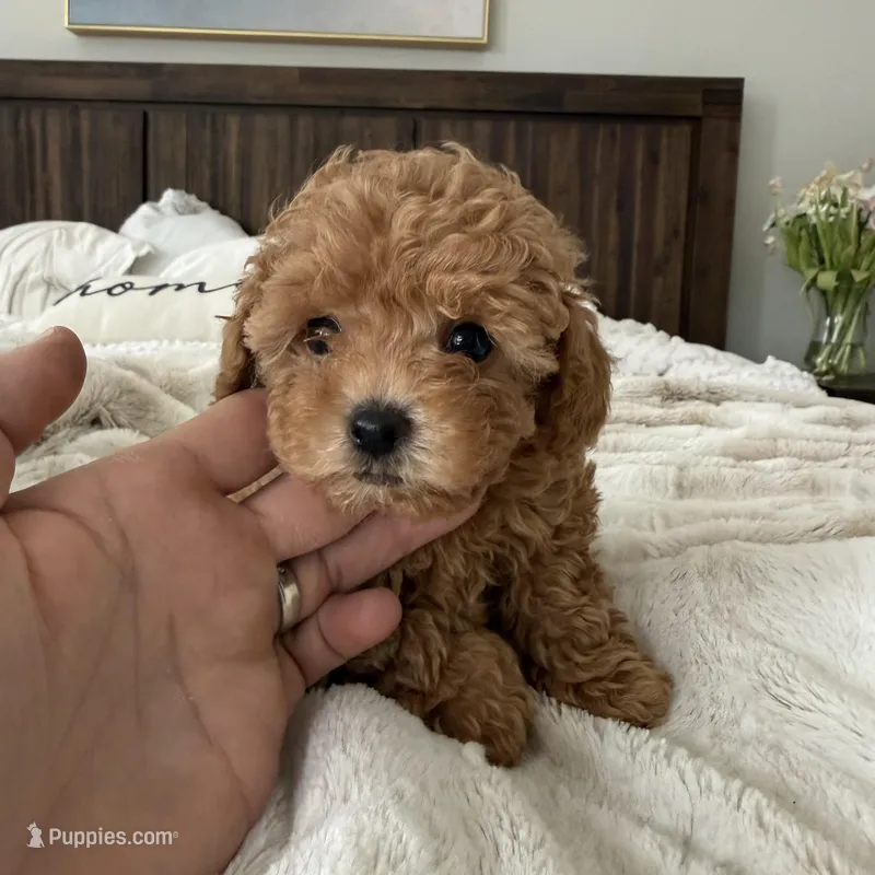 AKC GREEN COLLAR  – Poodle - Toy  puppy for sale in Roseville, CA