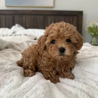 AKC GREEN COLLAR , a female Poodle - Toy  for sale in Roseville, CA – Photo 2 of 3