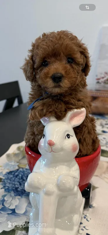 AKC blue collar  – Poodle - Toy  puppy for sale in Roseville, CA