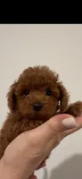 AKC TEA CUP/TOY, a female Poodle - Toy  for sale in Roseville, CA – Photo 1 of 2