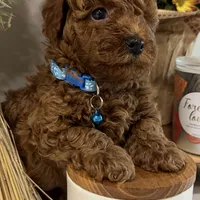  TEA CUP POODLE AKC, a male Poodle - Toy  for sale in Roseville, CA – Photo 6 of 6
