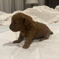  TEA CUP POODLE AKC, a male Poodle - Toy  for sale in Roseville, CA – Photo 4 of 6