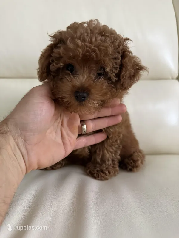AKC no name yet  – Poodle - Toy  puppy for sale in Roseville, CA