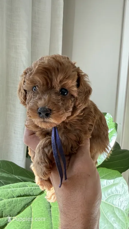 Tea cup, AKC! – Poodle - Toy  puppy for sale in Antelope, CA