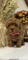 No name yet AKC , a female Poodle - Toy  for sale in Roseville, CA – Photo 6 of 7