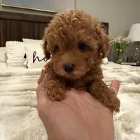 No name yet AKC , a female Poodle - Toy  for sale in Roseville, CA – Photo 7 of 7