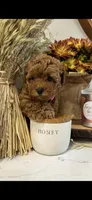 No name yet AKC , a female Poodle - Toy  for sale in Roseville, CA – Photo 3 of 7