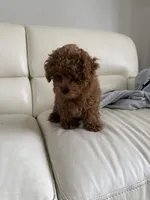 AKC green collar , a female Poodle - Toy  for sale in Roseville, CA – Photo 2 of 2