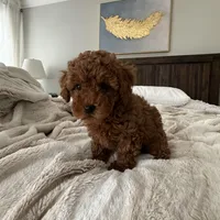 AKC green collar , a female Poodle - Toy  for sale in Roseville, CA – Photo 1 of 2