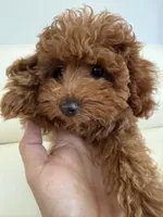 Tea cup! (AKC), a male Poodle - Toy  for sale in Roseville, CA – 3 of 3