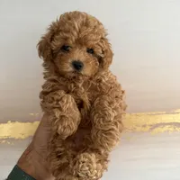 AKC pink collar, a female Poodle - Toy  for sale in Roseville, CA – Photo 3 of 4