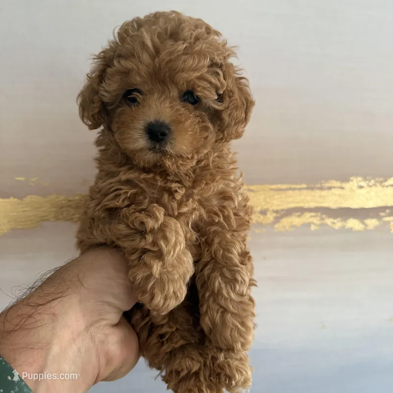 AKC pink collar – Poodle - Toy  puppy for sale in Roseville, CA