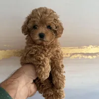 AKC pink collar, a female Poodle - Toy  for sale in Roseville, CA – Photo 2 of 4