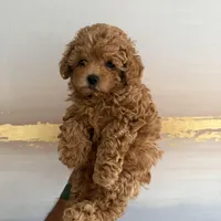 AKC pink collar, a female Poodle - Toy  for sale in Roseville, CA – Photo 4 of 4