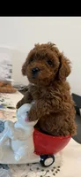 AKC, a male Poodle - Toy  for sale in Roseville, CA – Photo 2 of 2