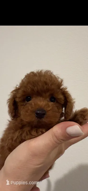 AKC – Poodle - Toy  puppy for sale in Roseville, CA