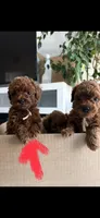 AKC TEA CUP/TOY , a female Poodle - Toy  for sale in Roseville, CA – Photo 4 of 4