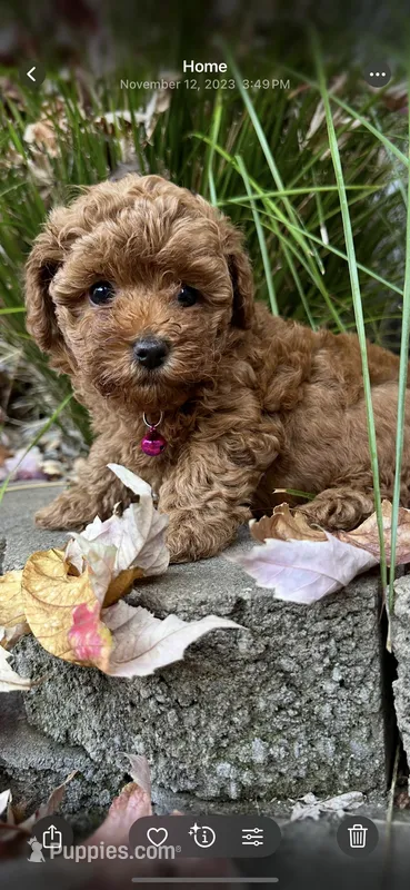 AKC TEA CUP/TOY  – Poodle - Toy  puppy for sale in Roseville, CA