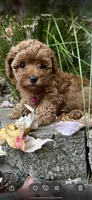 AKC TEA CUP/TOY , a female Poodle - Toy  for sale in Roseville, CA – Photo 1 of 4