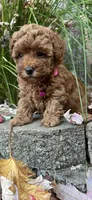 AKC TEA CUP/TOY , a female Poodle - Toy  for sale in Roseville, CA – Photo 3 of 4