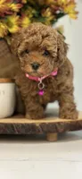 No name yet, a female Poodle - Toy  for sale in Roseville, CA – Photo 4 of 4