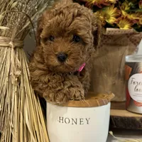 TEA CUP POODLE AKC, a female Poodle - Toy  for sale in Roseville, CA – Photo 2 of 4