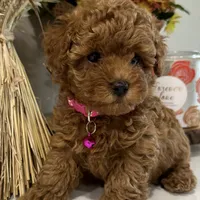 TEA CUP POODLE AKC, a female Poodle - Toy  for sale in Roseville, CA – Photo 3 of 4