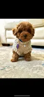 Tea cup! (AKC), a male Poodle - Toy  for sale in Roseville, CA – 2 of 3