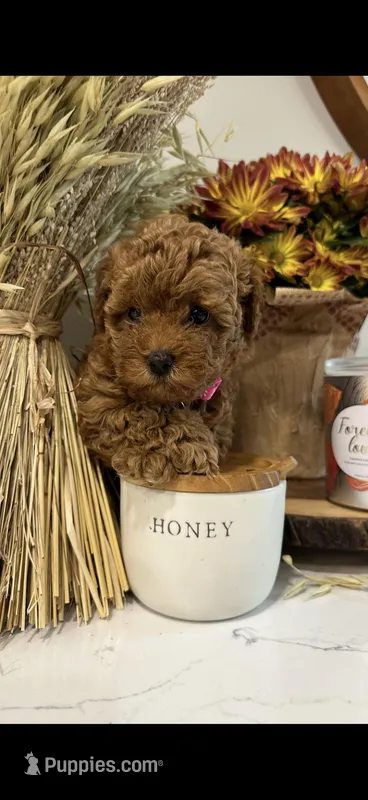 AKC TEA CUP POODLE  – Poodle - Toy  puppy for sale in Roseville, CA
