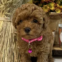 Tea cup! Luna (AKC), a female Poodle - Toy  for sale in Roseville, CA – Photo 3 of 3