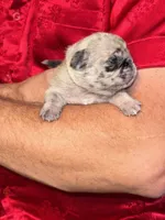 Ms. White, a female Pug for sale in Arlington, WA – Photo 3 of 8