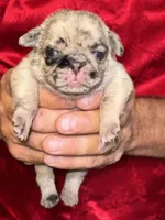 Ms. White, a female Pug for sale in Arlington, WA – Photo 8 of 8