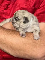 Ms. White, a female Pug for sale in Arlington, WA – Photo 7 of 8