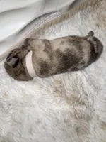 Ms. White, a female Pug for sale in Arlington, WA – Photo 2 of 8