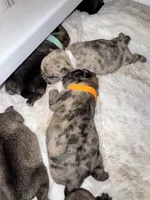 Ms. White, a female Pug for sale in Arlington, WA – Photo 5 of 8