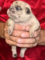 Ms. White, a female Pug for sale in Arlington, WA – Photo 4 of 8