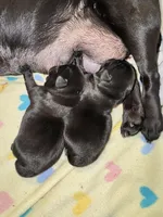 Mr Blue, a male Pug for sale in Arlington, WA – Photo 3 of 7