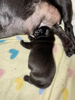 Mr Blue, a male Pug for sale in Arlington, WA – Photo 2 of 7