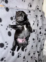 Mr Blue, a male Pug for sale in Arlington, WA – Photo 5 of 7