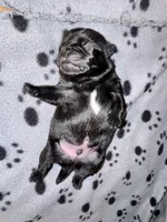 Mr Blue, a male Pug for sale in Arlington, WA – Photo 7 of 7